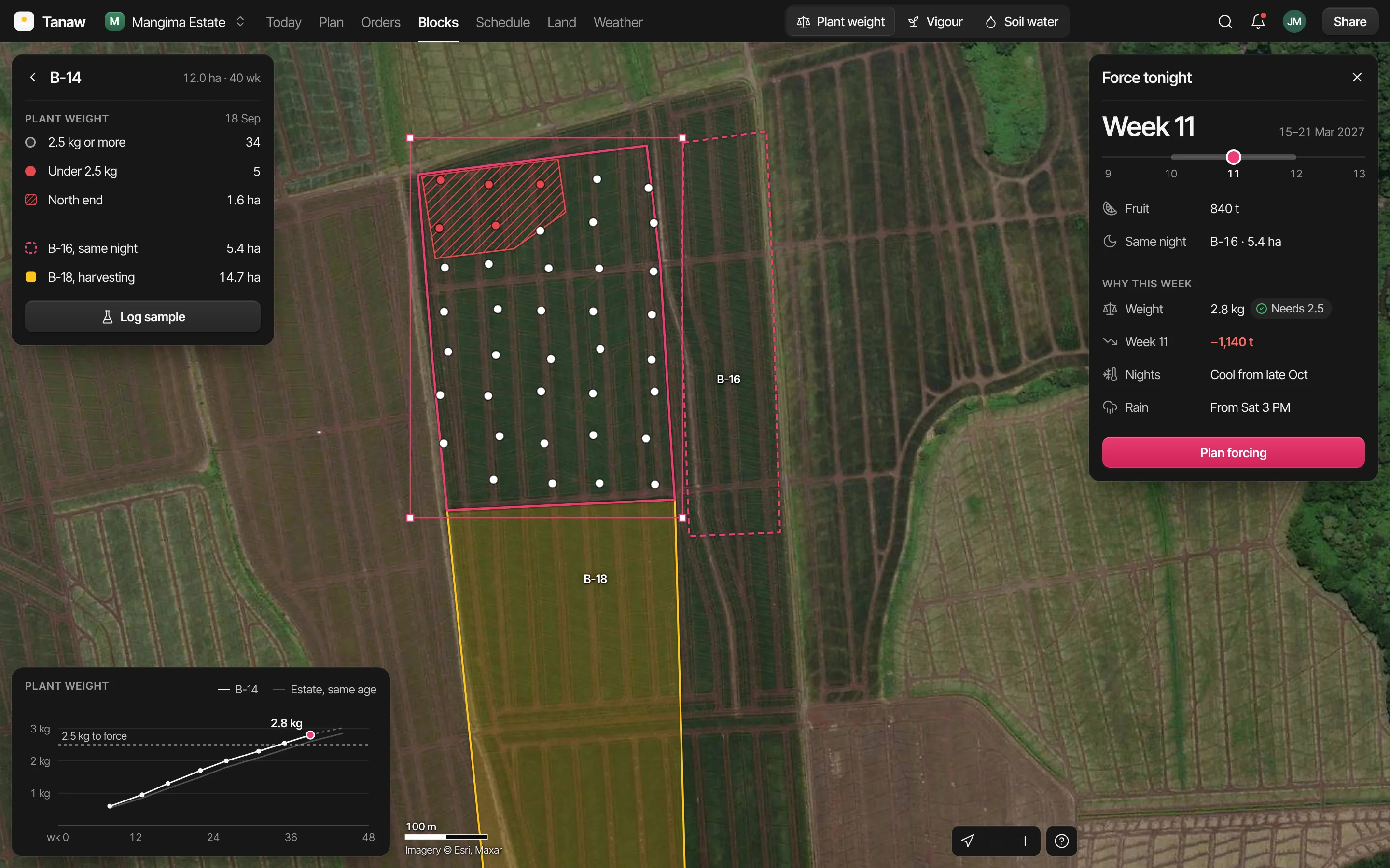Block B-14 up close on the satellite map: white dots for plants weighed at 2.5 kg or more, red dots and a hatched north end for those under, the plant weight panel on the left, the week 11 forcing panel on the right and a plant weight chart