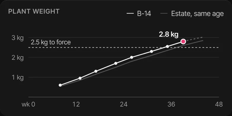 A chart of B-14’s plant weight by week against estate blocks of the same age, reaching 2.8 kg above the 2.5 kg line